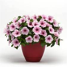 Petunia Opera Raspberry ice (4122)